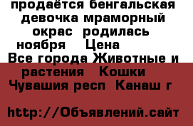 продаётся бенгальская девочка(мраморный окрас).родилась 5ноября, › Цена ­ 8 000 - Все города Животные и растения » Кошки   . Чувашия респ.,Канаш г.